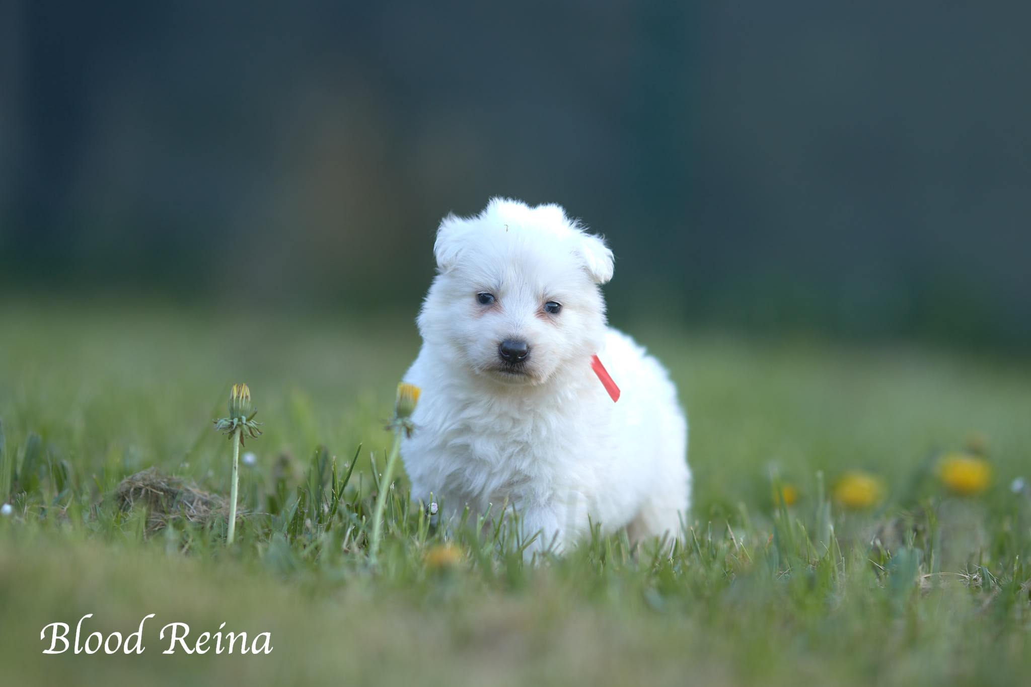 Chiot observé calmement pendant une étape de préparation à l'adoption